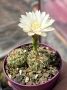 Кактус Gymnocalycium Sp Бял цвят, снимка 1