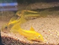 Сомче, сомче corydoras gold laser, gold stripe, снимка 4