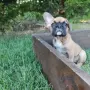 Френски булдог - Женско, снимка 5
