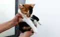 Подарявам малко котенце, снимка 1