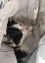Малък герой търси дом, снимка 6