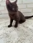 Британско късокосместо мъжко коте , снимка 1