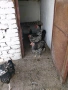 продавам кокошки виандот, снимка 1