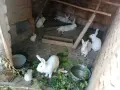 Бели зайчета цика, снимка 1