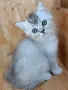 шотландски красоти , снимка 8