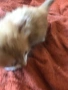 ангорски котки, снимка 4