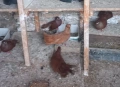   продавам  плевенски гълъби, снимка 8