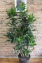Драцена Dracaena reflexa, снимка 2