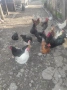 Продавам кокошки, снимка 1