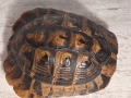 Стара Коруба от Костенурка , снимка 2