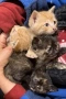 Подарявам едномесечни котенца, София , снимка 2