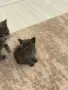 Британска късокосместа, снимка 1