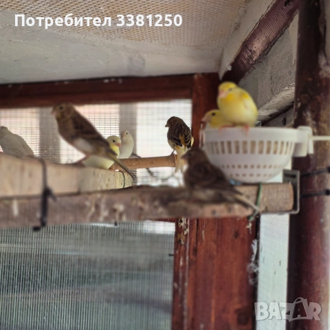 Канарчета, снимка 5 - Канари - 54767665