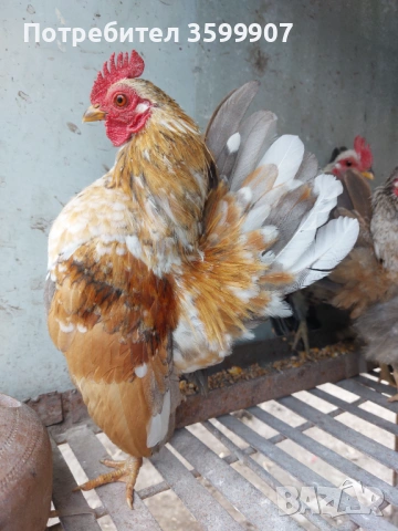 Миниатюрни петлета Серама, снимка 3 - Кокошки и пуйки - 53983826