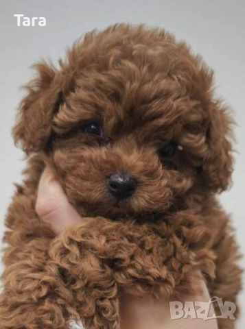 Пудел той, снимка 2 - Пудели - 54154911