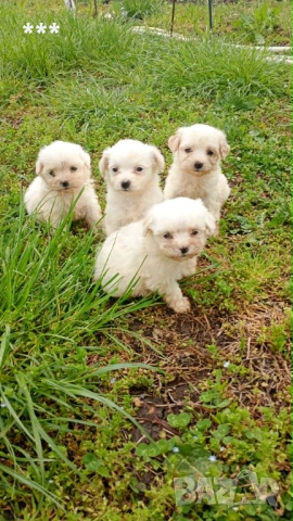 Продавам болонки, снимка 1 - Болонка - 54365839