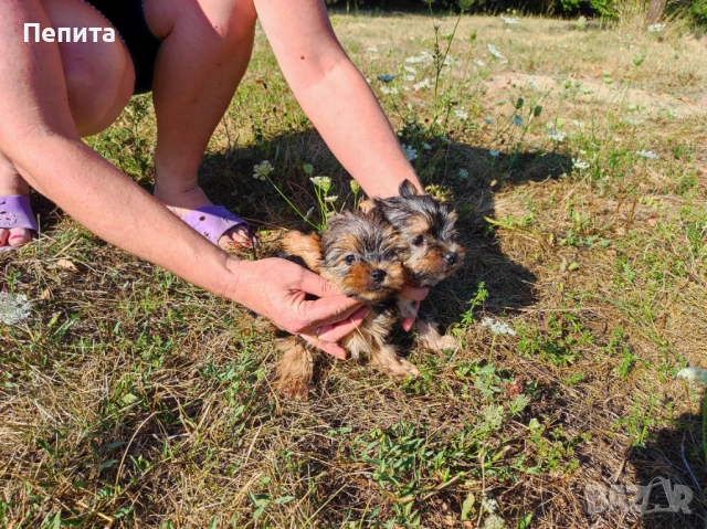 Мини йоркширски териер, снимка 2 - Йоркширски териер - 54199648
