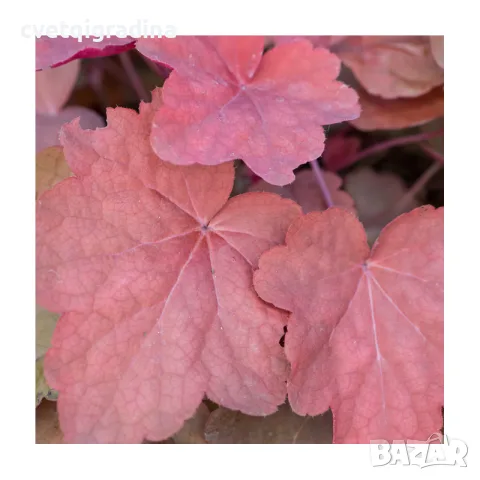 Heuchera Cinnamon Stick Хойхера Канелена пръчка, снимка 2 - Градински цветя и растения - 55394592