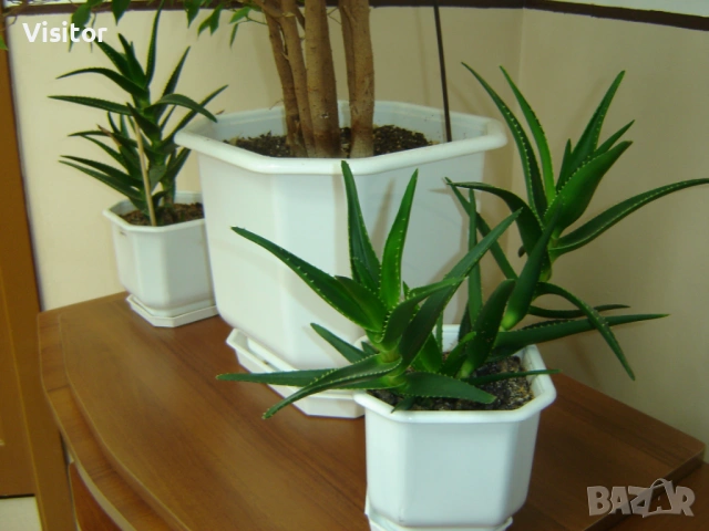 Sony Cyber-shot DSC-P73, снимка 17 - Фотоапарати - 54222919