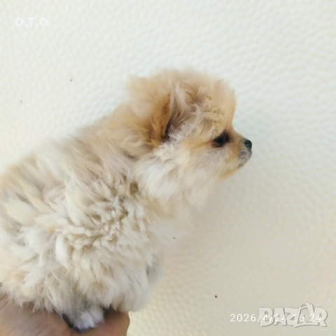 Мини Померани!!!, снимка 5 - Померан - 54308442