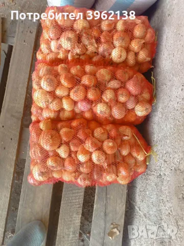 Продавам зрял лук, снимка 3 - Други - 55601063