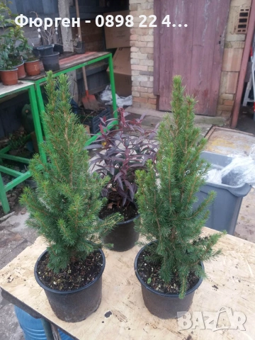 Мини Смърч Коника (Picea glauca 'Conica'), снимка 5 - Разсади - 55226383