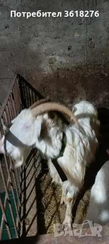 Продава се !, снимка 2 - Кози - 53989065