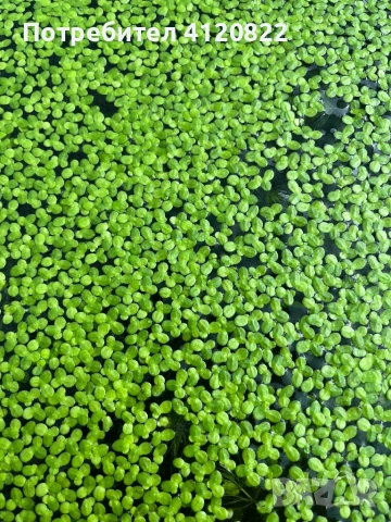 Водни растения, снимка 4 - Оборудване за аквариуми - 54657859
