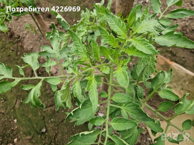 Розови домати , снимка 6 - Разсади - 54441756
