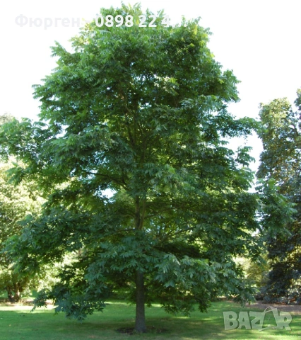 Разсад Орех Пекан, снимка 3 - Разсади - 47897139