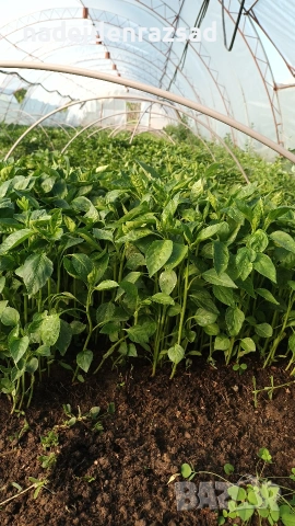 Разсад ранни домати краставици, снимка 6 - Разсади - 54052633