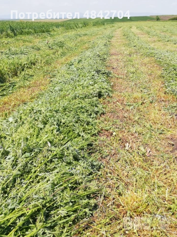 Продавам малки люцернени бали , снимка 3 - За селскостопански - 54946121