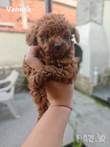 Мини Пуделчета 🐩💙❤️, снимка 2 - Пудели - 55158672