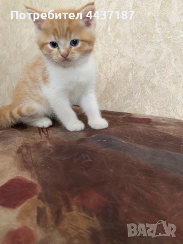 Подарявам малки котета, снимка 3 - Други - 54470153