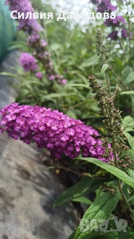 Будлея