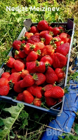 ЯГОДИ ПЛОД, снимка 5 - Домашни продукти - 54558810
