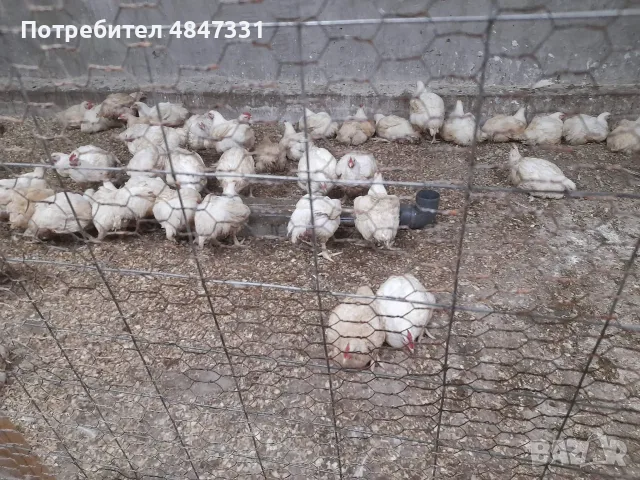 Кокошки  бройлери, снимка 5 - Кокошки и пуйки - 55607717