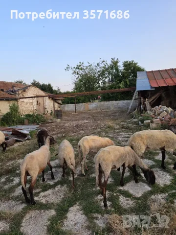 Продавам овце Плевенска Черноглава, снимка 2 - Овце - 55442381