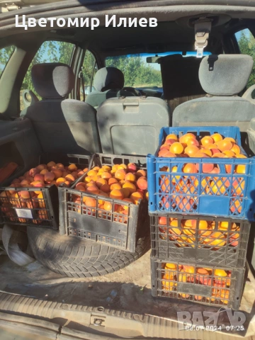 Кайсии, различни сортове, снимка 5 - Домашни продукти - 54846812