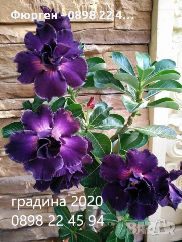 ПУСТИННА РОЗА - АДЕНИУМ, снимка 2 - Разсади - 54906149