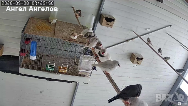 зеброви амадини 