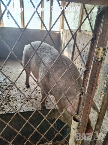 продавам свиня на 2 прасило , снимка 2 - Прасета - 54164399