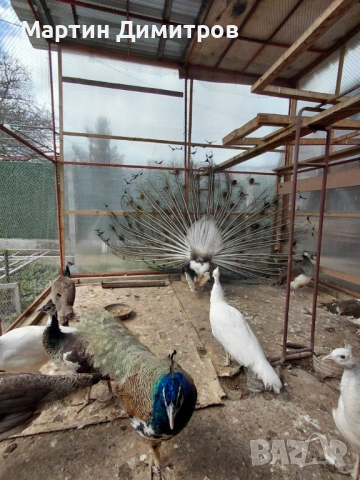 Млади пауни Арлекин и бели, снимка 2 - други­ - 54175555