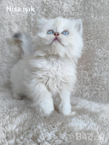 кой иска да спинка с мене в Хасково сме, снимка 3 - Британска късокосместа - 54302915