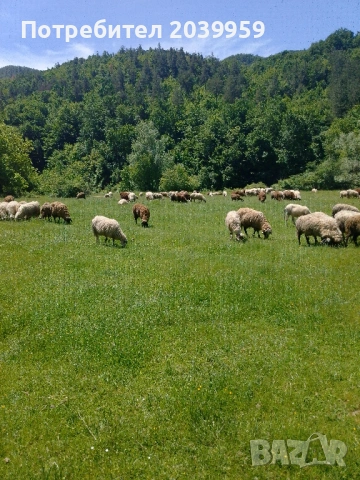 Агнета 20-25 кг и овце, снимка 3 - Овце - 54788043