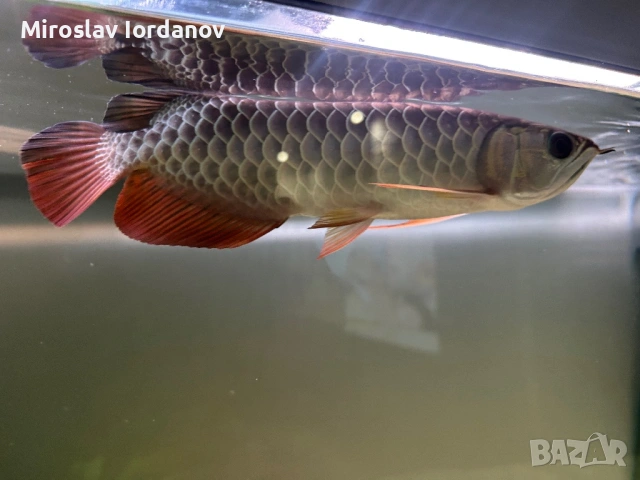 Arowana RTG
