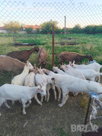 Продавам ярета , снимка 6 - Кози - 54886459