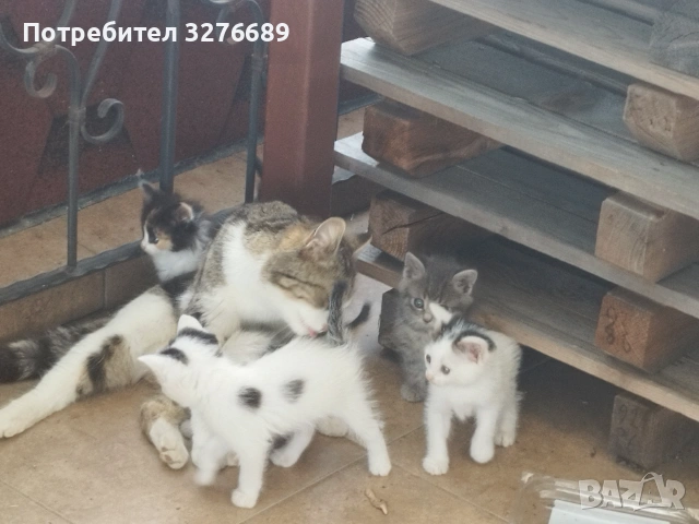 Подарявам котенца, снимка 4 - Други - 55008733