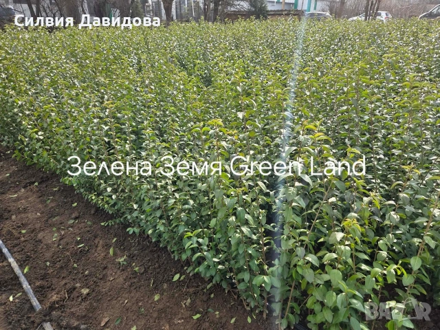 Лигуструм на гол корен, снимка 11 - Градински цветя и растения - 51886286