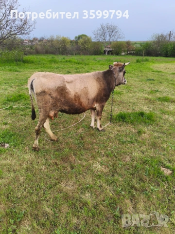 Продавам крава БРГ , снимка 3 - Крави - 54307951